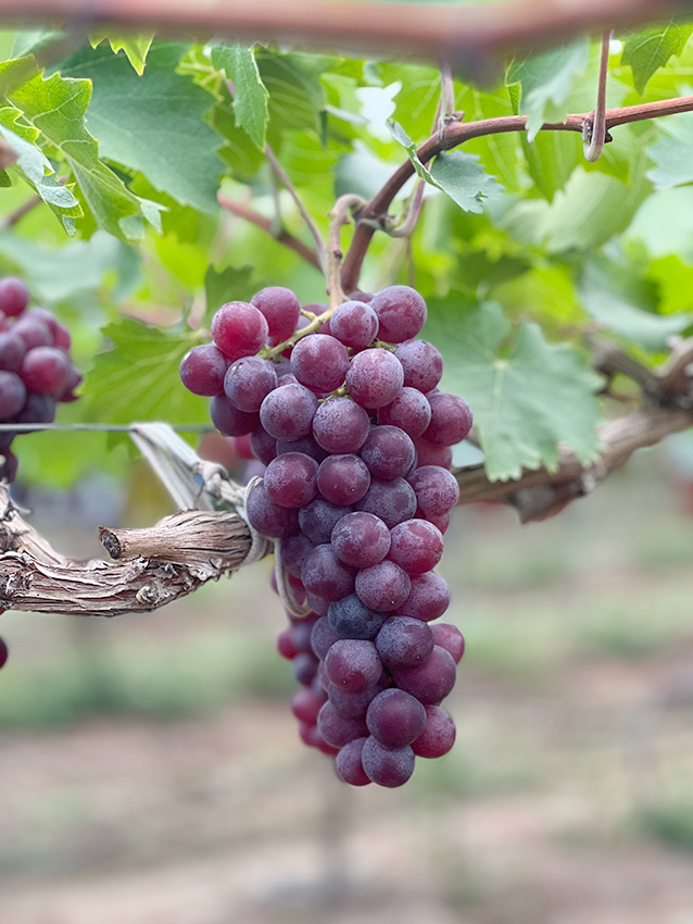 머스켓 함부르크 - 단독상품